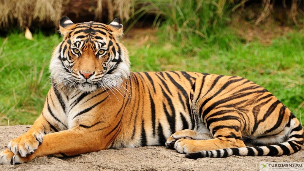 Самый опасный тигр