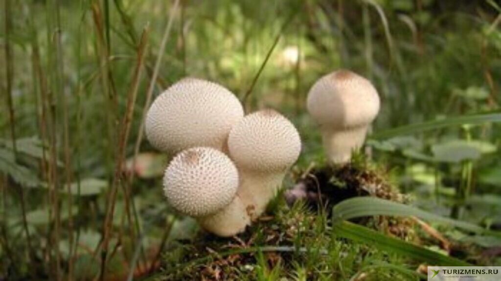 Фото и описание гриба дождевика грушевидного