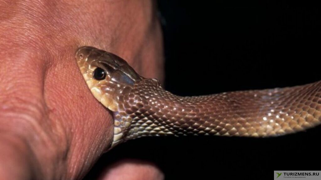 Последствия от укусов змей