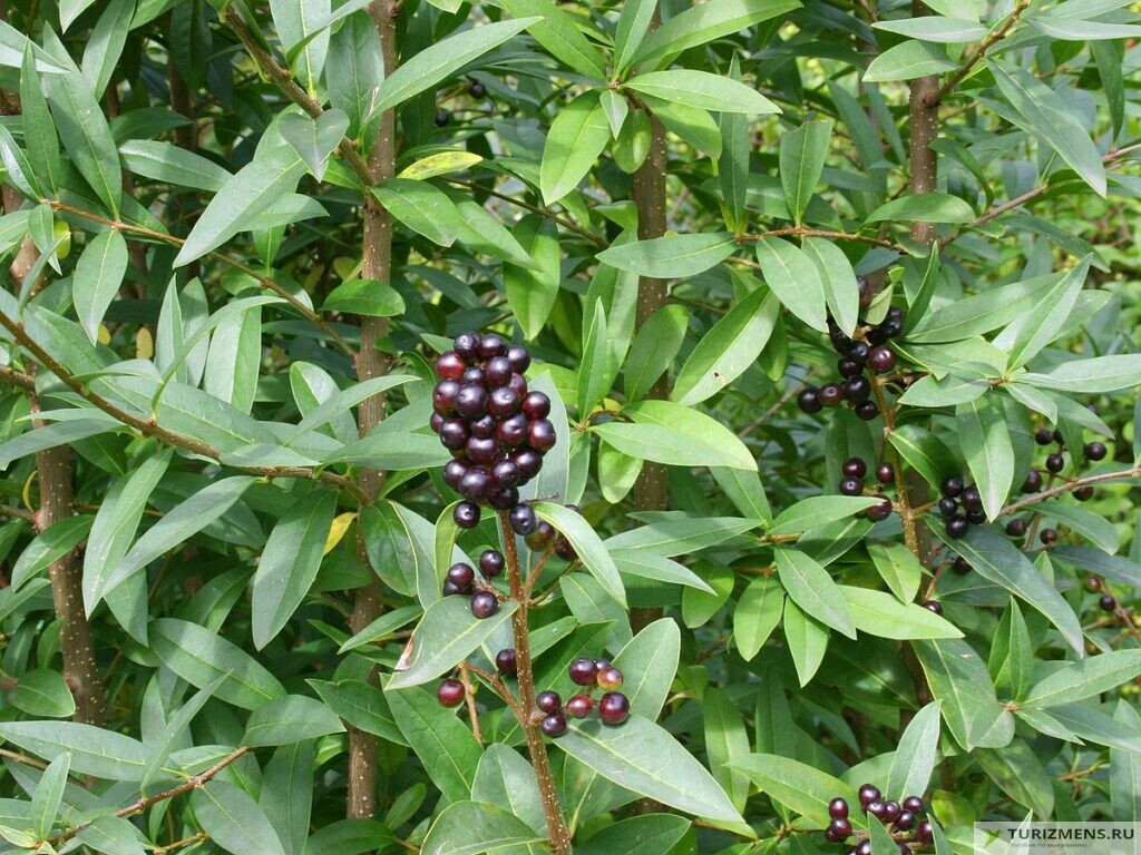 Волчья ягода: фото и описание, как выглядит черная, красная, белая, польза и вред плодов, листьев, симптомы отравления