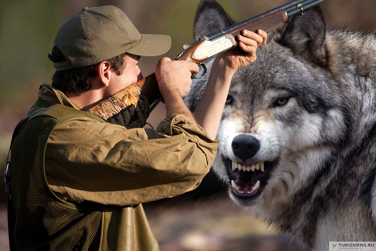 охоту на волков