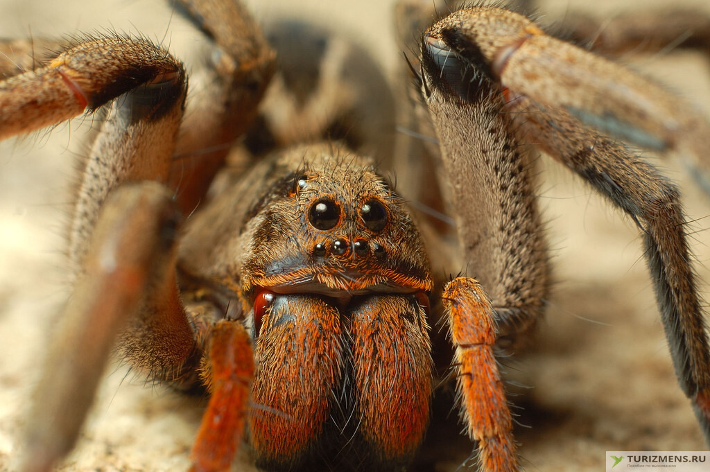 Как выглядят самые опасные и ядовитые пауки