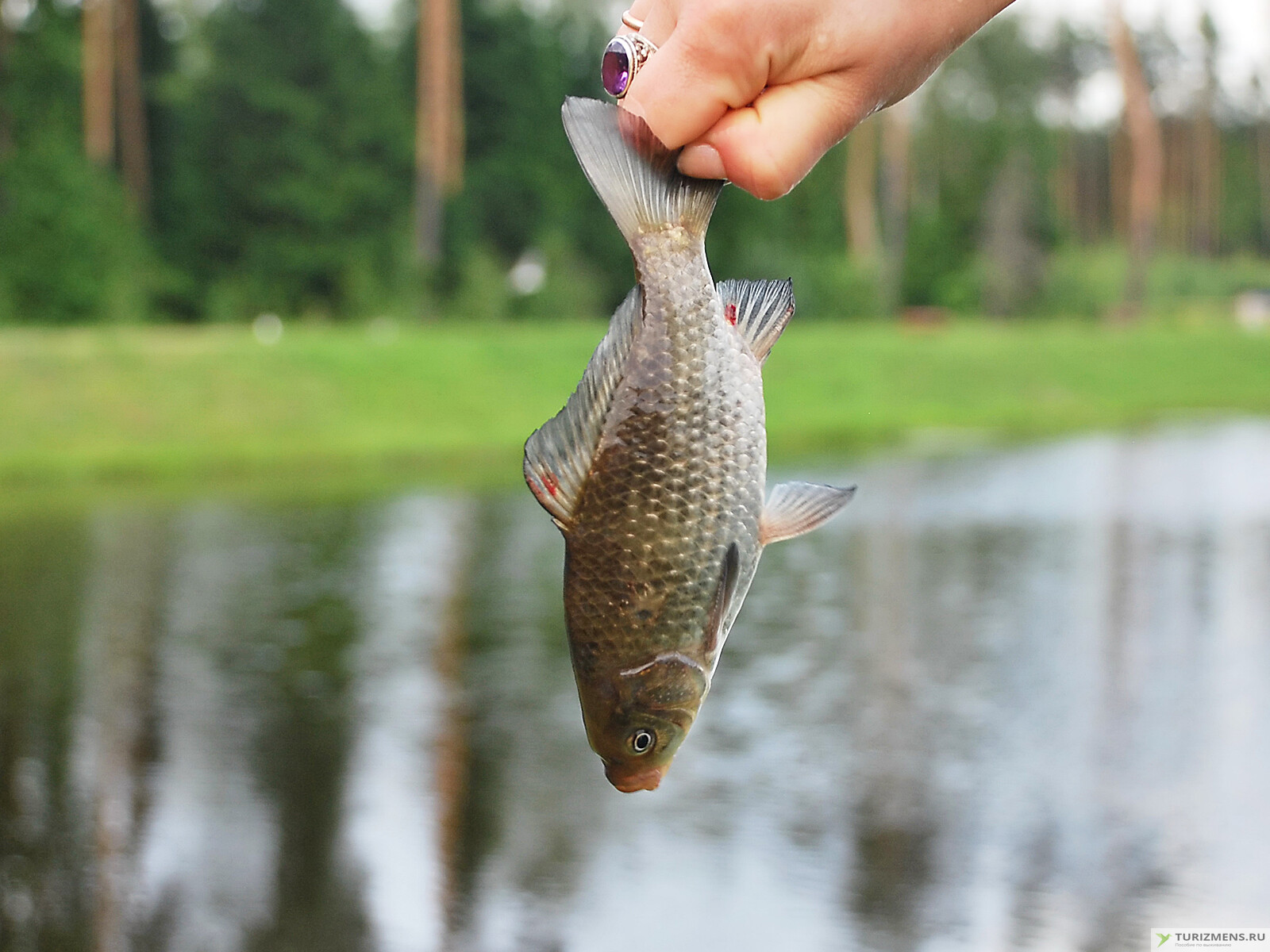 Как поймать рыбу без удочки