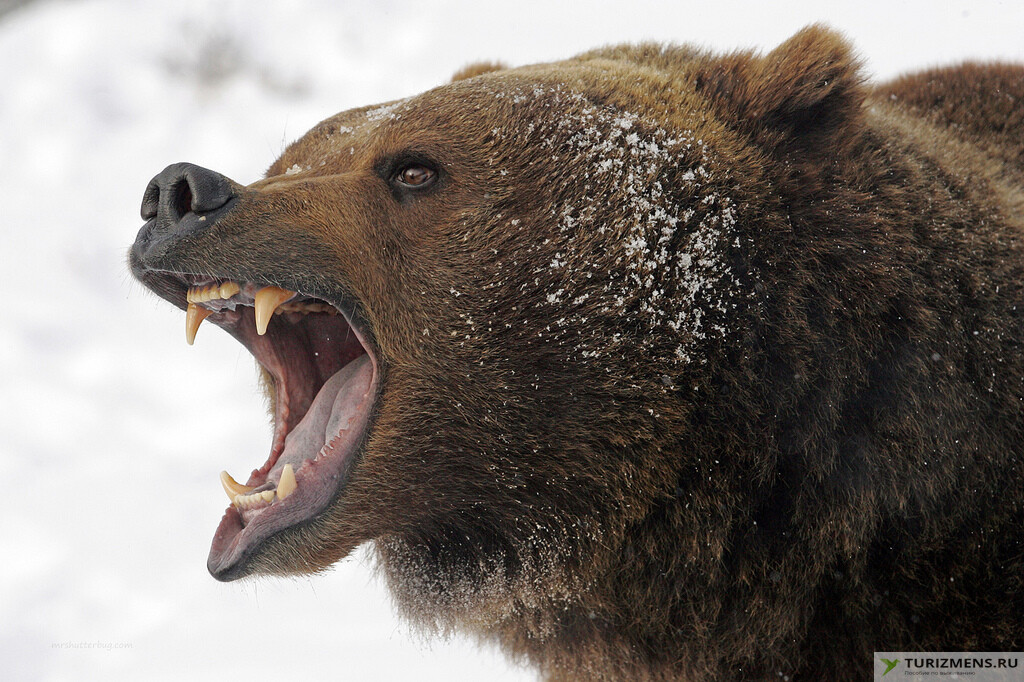 Самые опасные животные России Медведь
