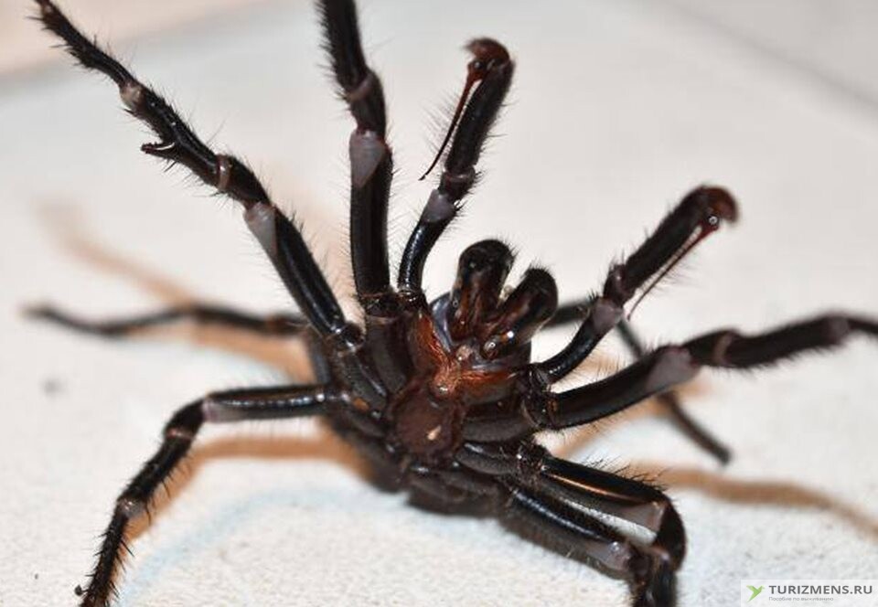 Сиднейский лейкопаутинный (воронковый) паук
