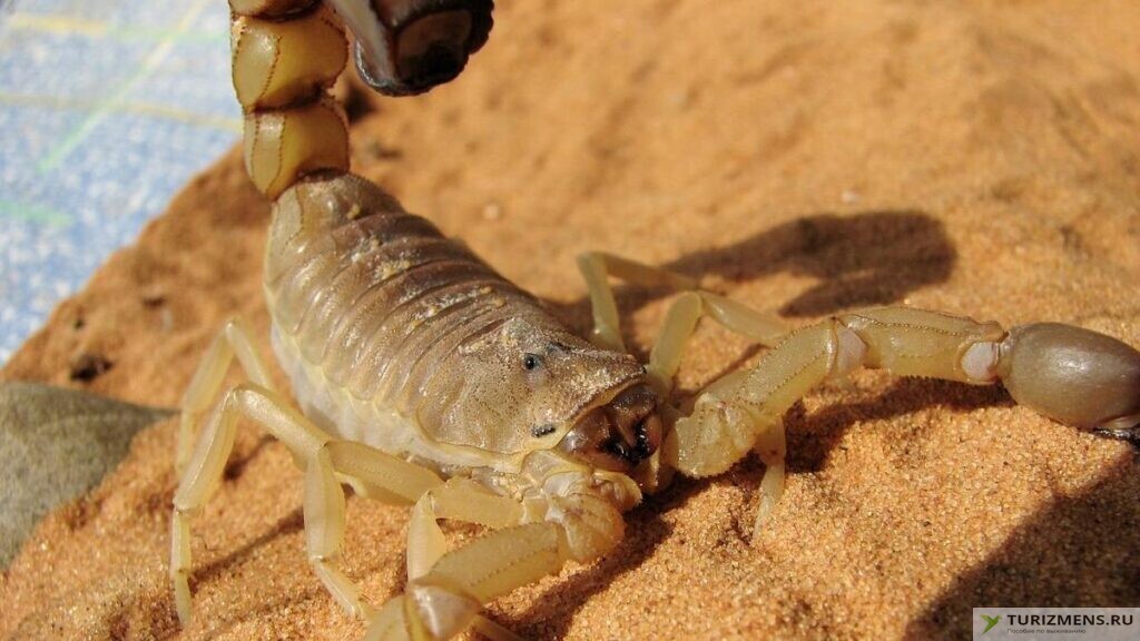 Что делать при укусе скорпиона