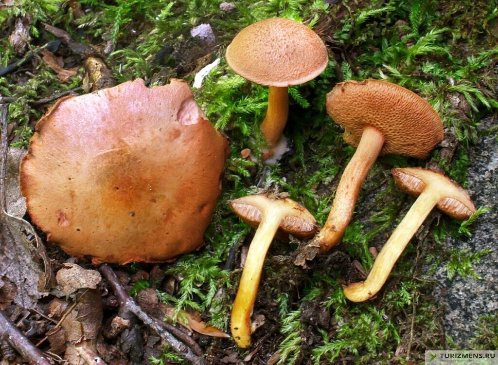 Первая помощь при отравлении грибами и ядовитыми растениями