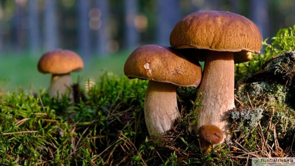 Съедобные трубчатые грибы
