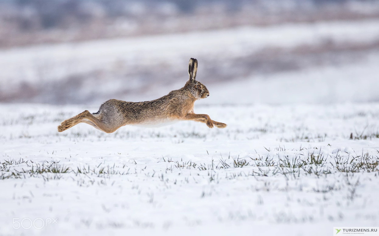 Охота на зайца зимой: обзор разных способов