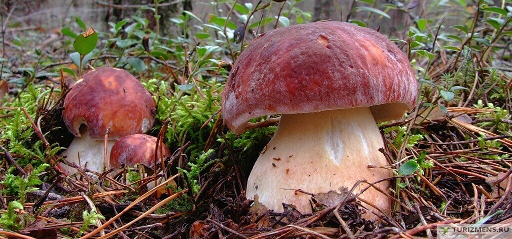 Белый гриб — Боровик
