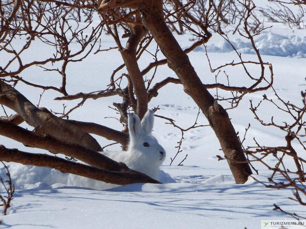 Зимой охота на зайца