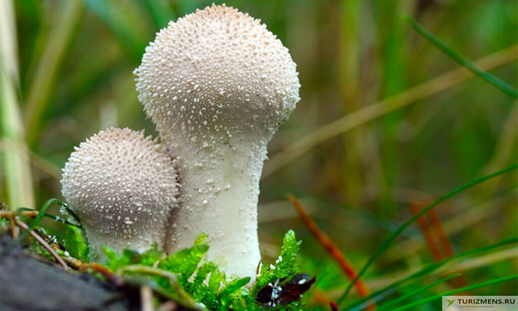 Фото и описание гриба дождевика 