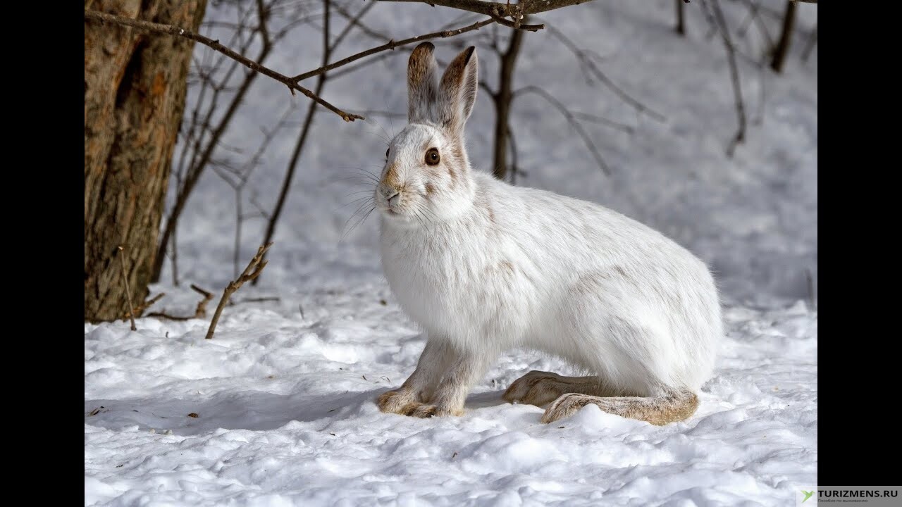 Следы зайца и собаки на снегу