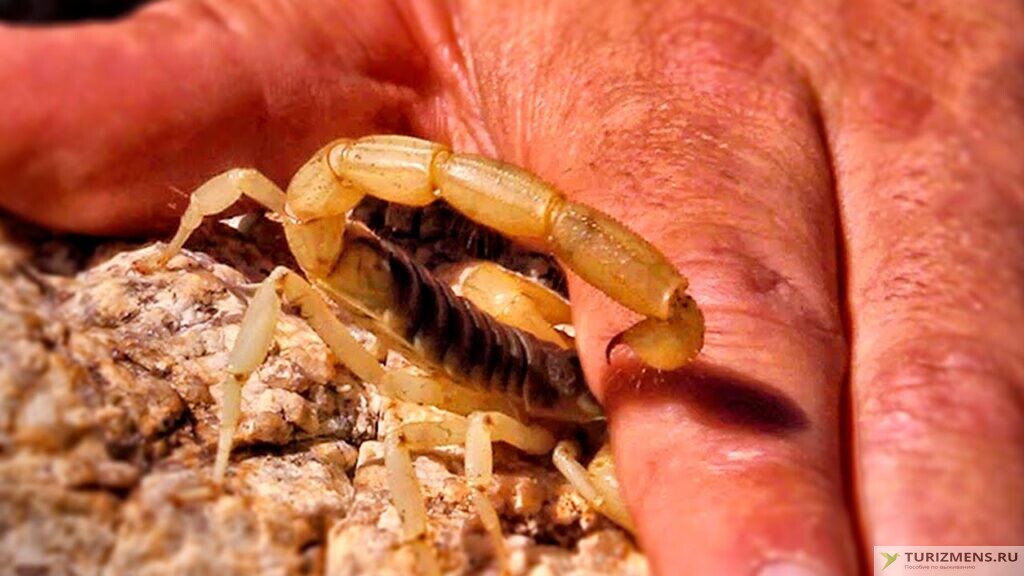 Укус водяного скорпиона. Симптомы и первая помощь