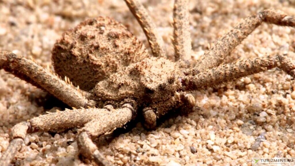 Шестиглазый песочный паук