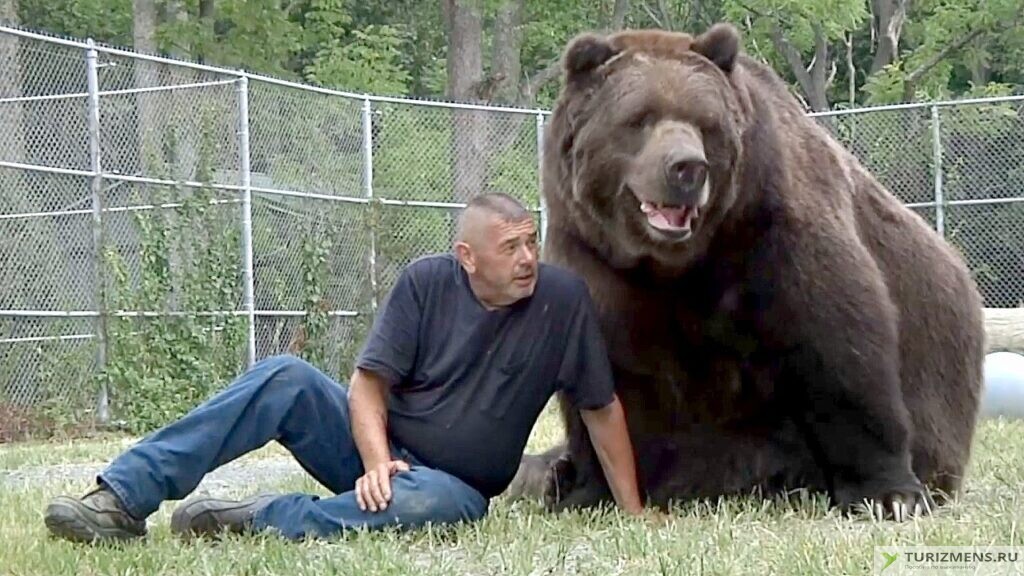 Человек медведю не друг