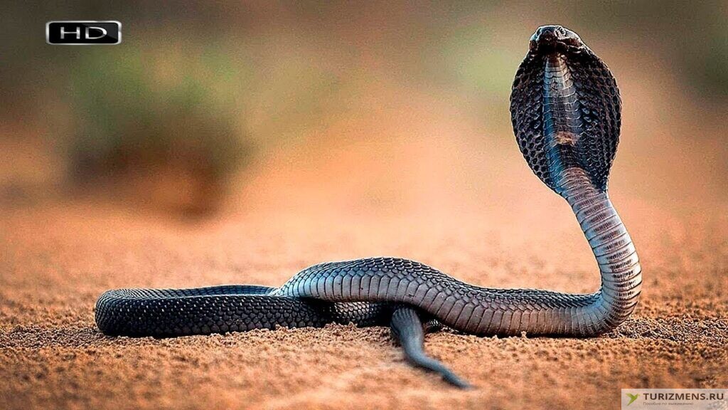 как выглядит перед броском кобра