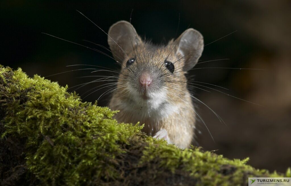 Мыши и более крупные животные