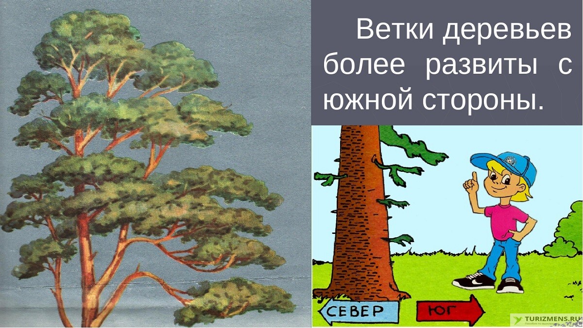 По каким природным признакам можно определить стороны горизонта рисунки