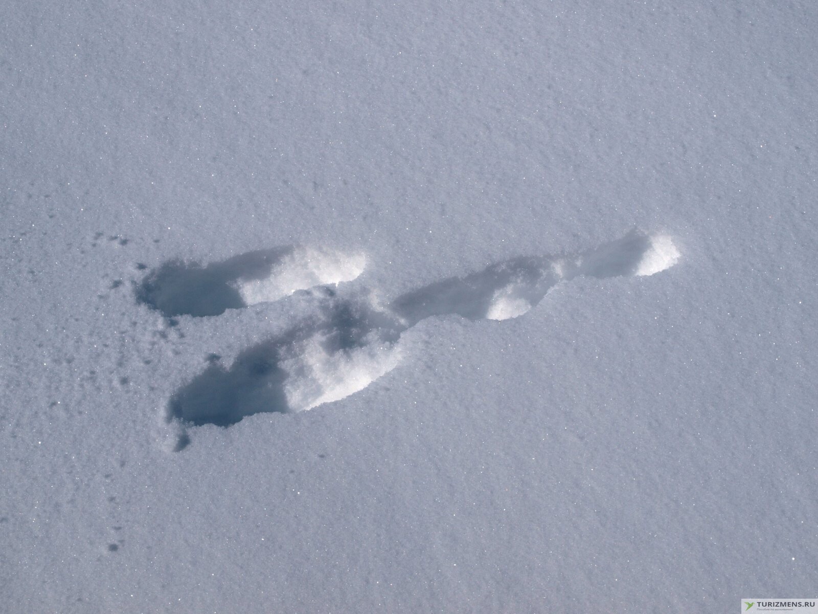 Тропление зайца по снегу