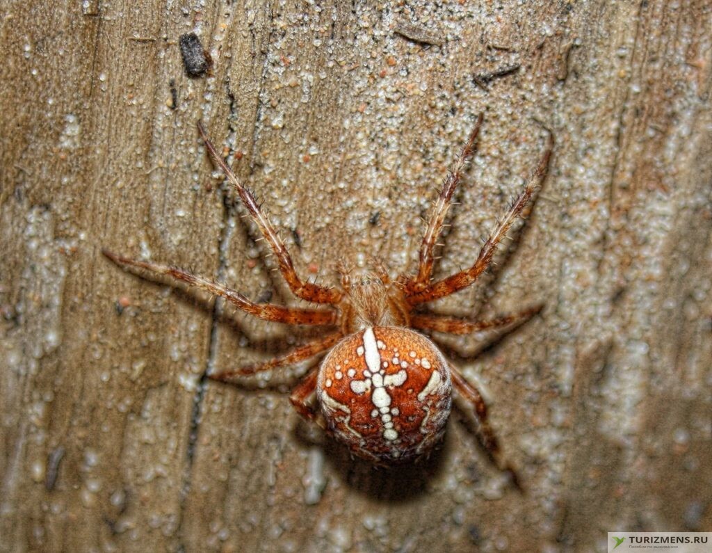 первый паук был обнаружен на подворье