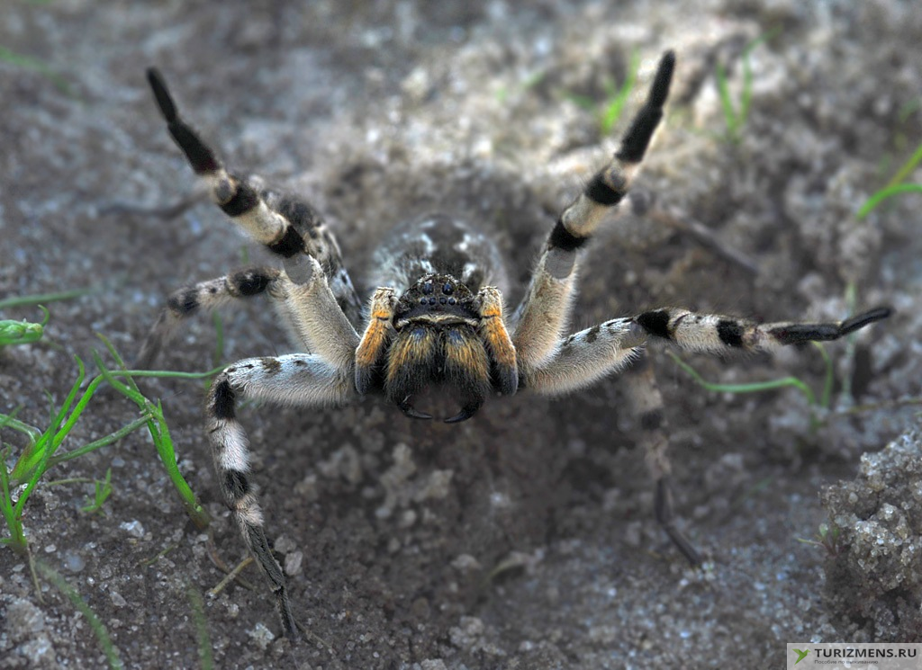 Южнорусский тарантул (мизгирь)