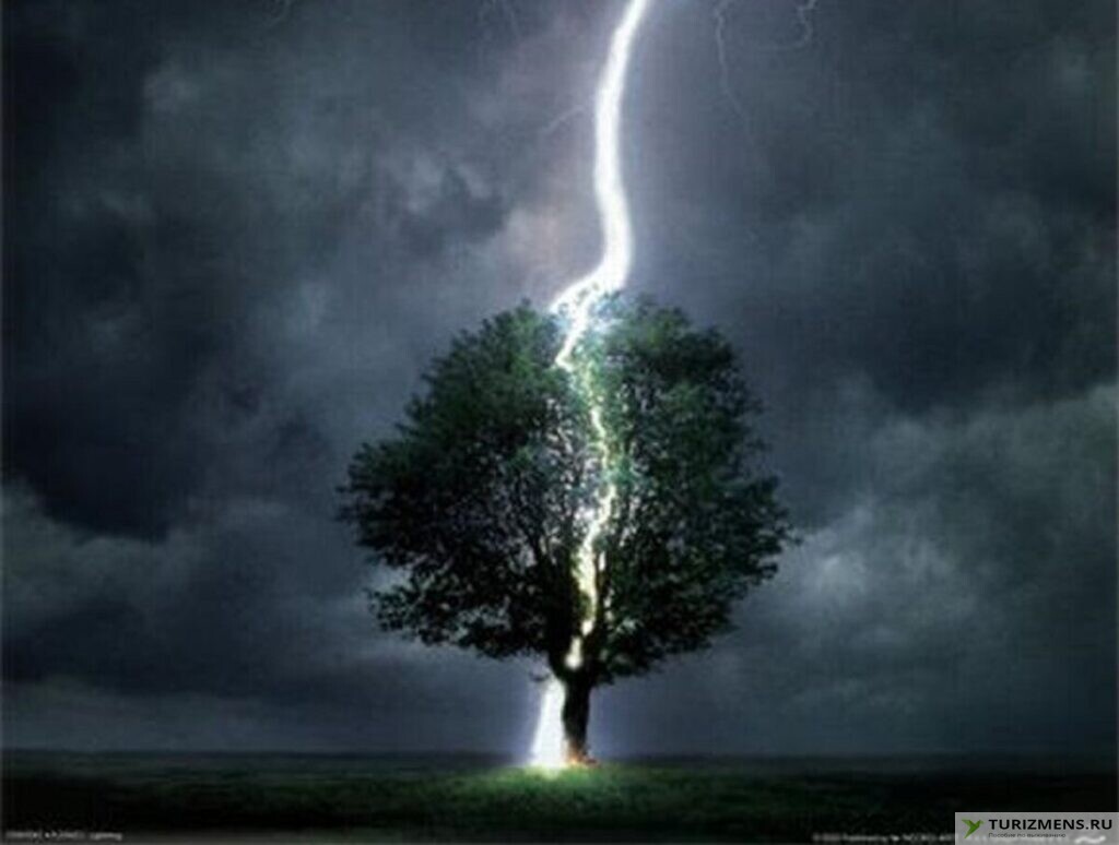 В какое дерево чаще всего попадает молния