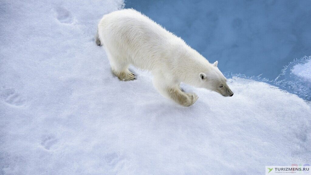 Следы медведя на снегу
