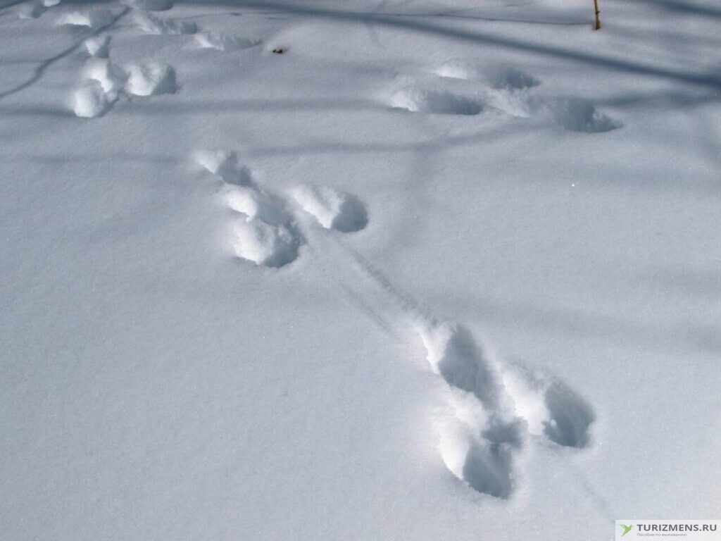 следы зайца по снегу