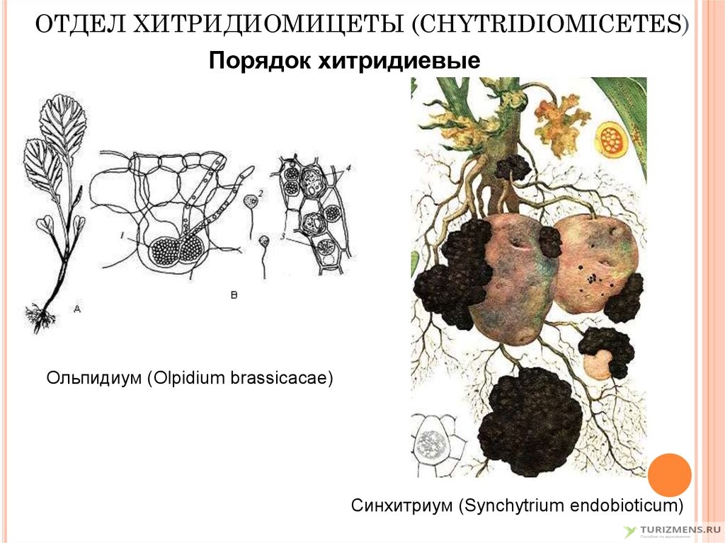 Два вида хитридиевых грибков (а, а1), паразитирующие на водоросли; B) Chytridium Olla;