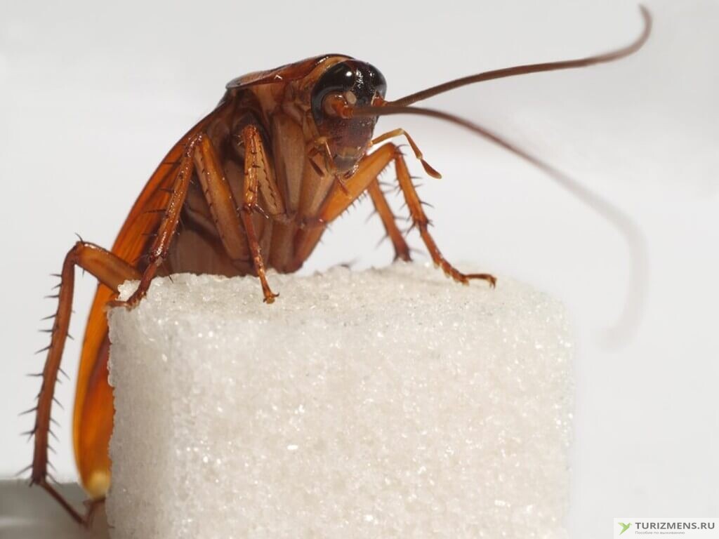 На даче или в квартире завелись тараканы, мыши или другие вредители